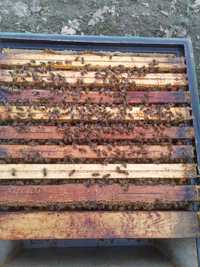 Rodziny pszczele z ulem lub bez.