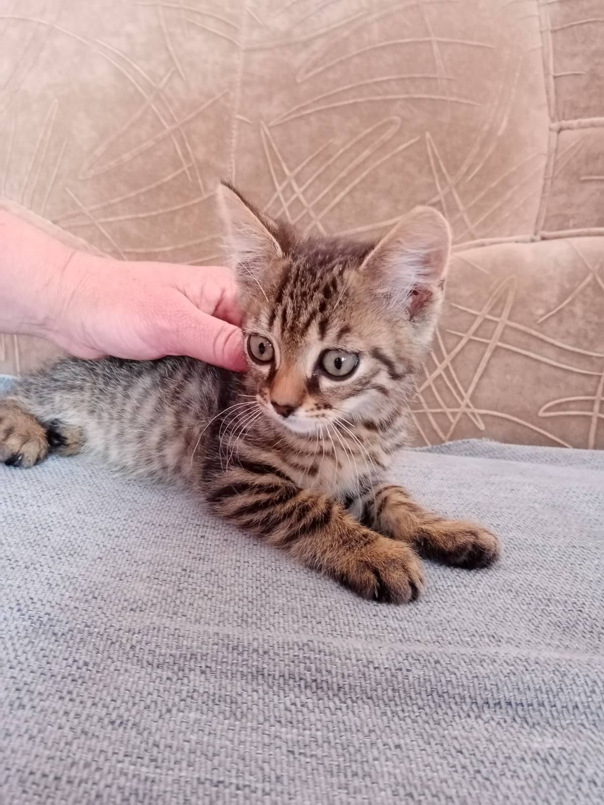 Кошеня. Хлопчик.