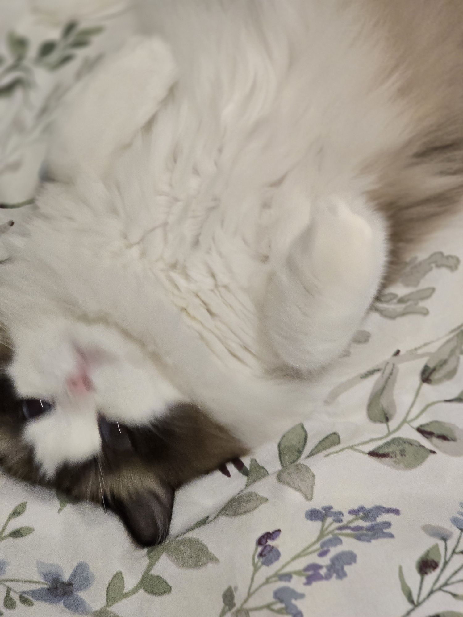 Dorosła,  śliczna  kotka Ragdoll, rodowód FPL