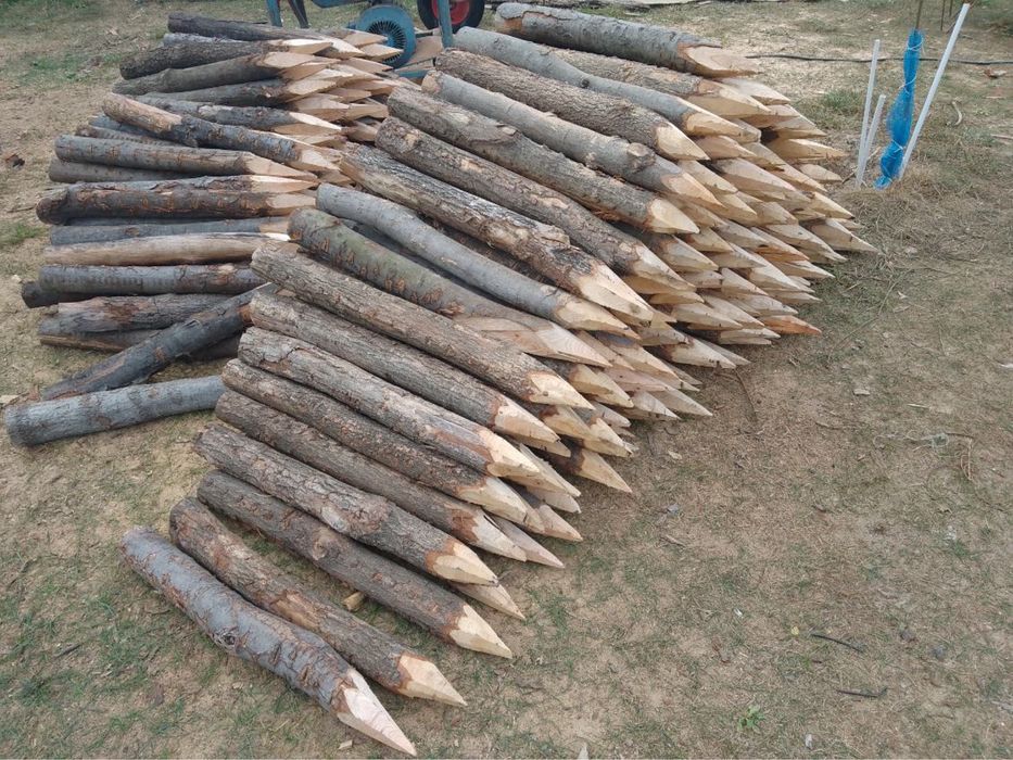 paliki kolki slupki do faszynowania