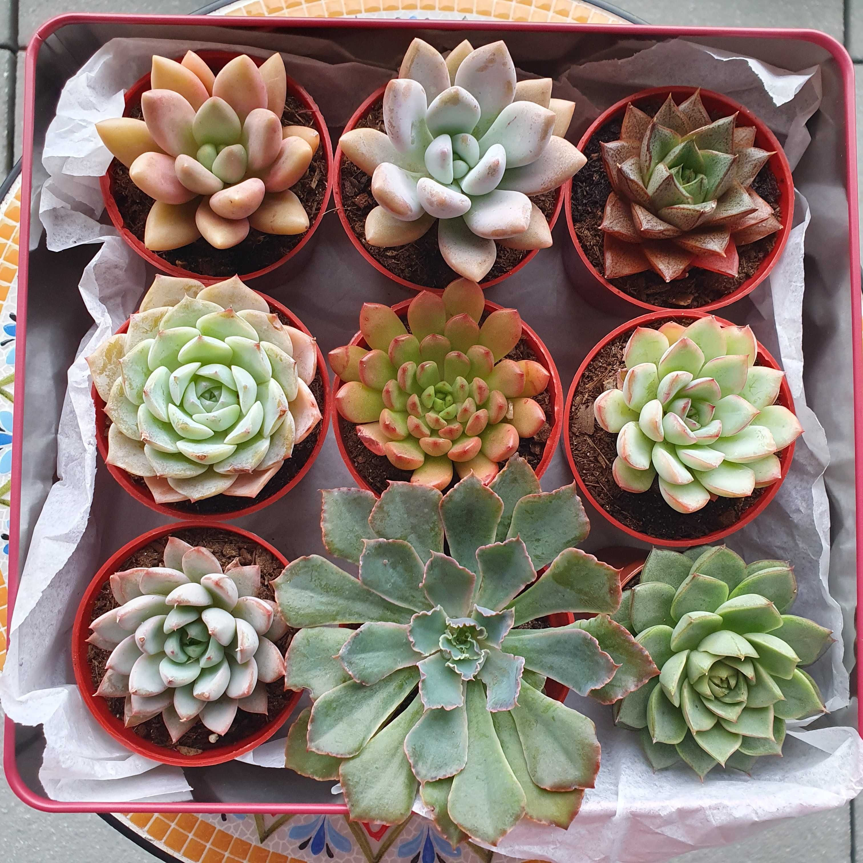 Caixa com suculentas echeverias, conjunto 9 peças