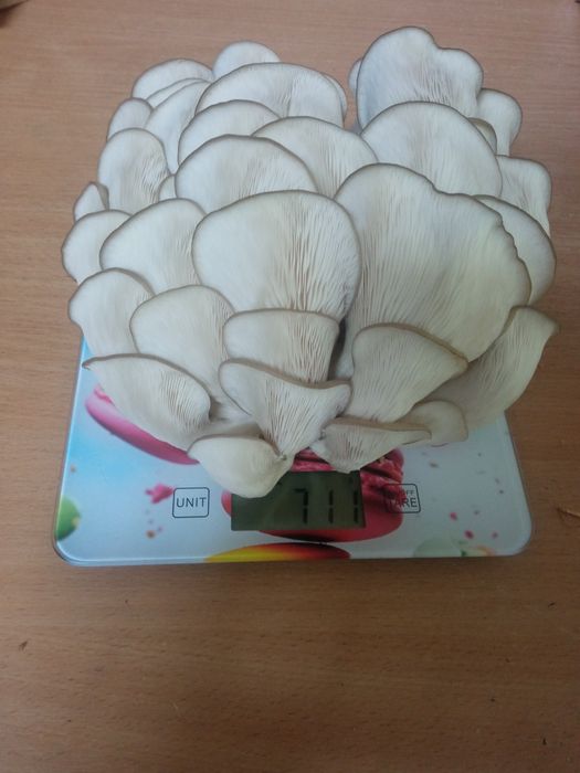 Вешенка,глива свіжа