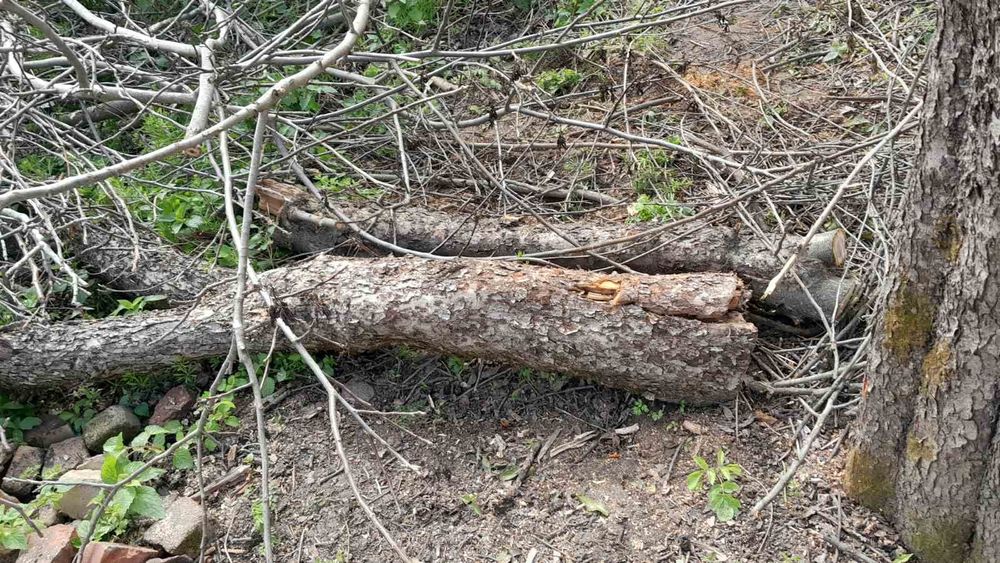 Дерево орех яблоня