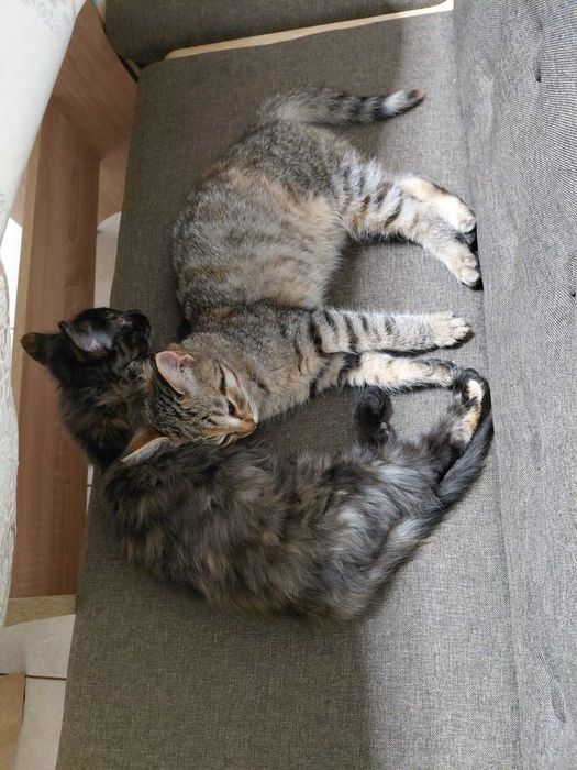 Віддам кошенят...