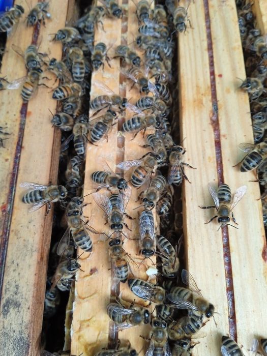 EKO Miód bez Hemii Warszawa