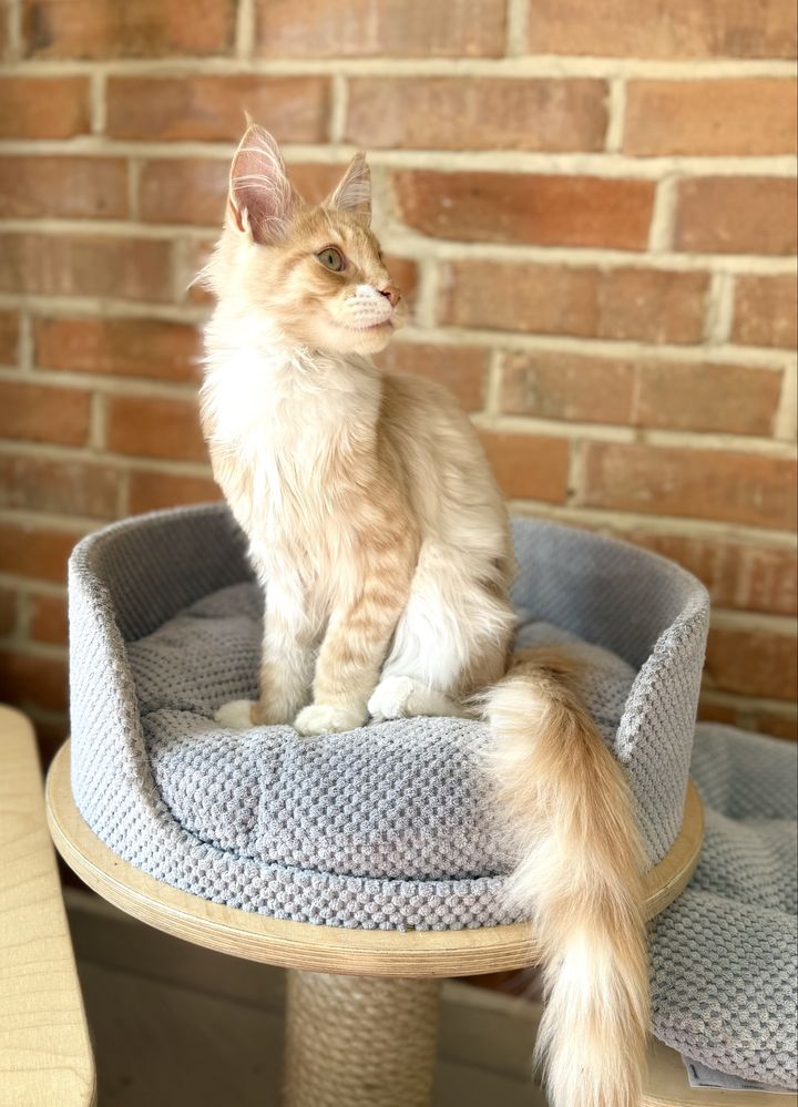 Inari Magnus*PL - kotka rasy Maine Coon gotowa do zmiany domu :)