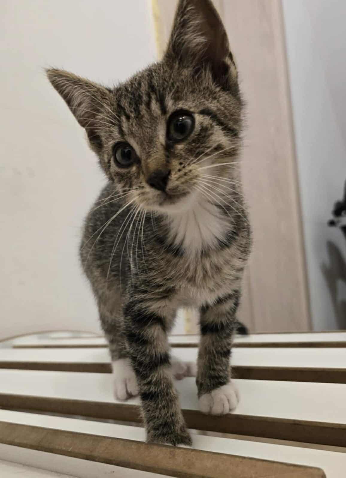 Kotek kot kocur do adopcji