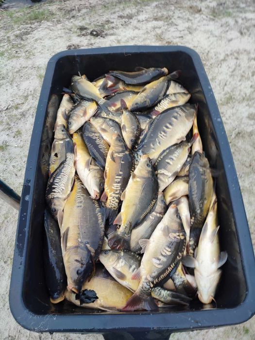 karaś japoniec kroczek szczupak karp lin amur