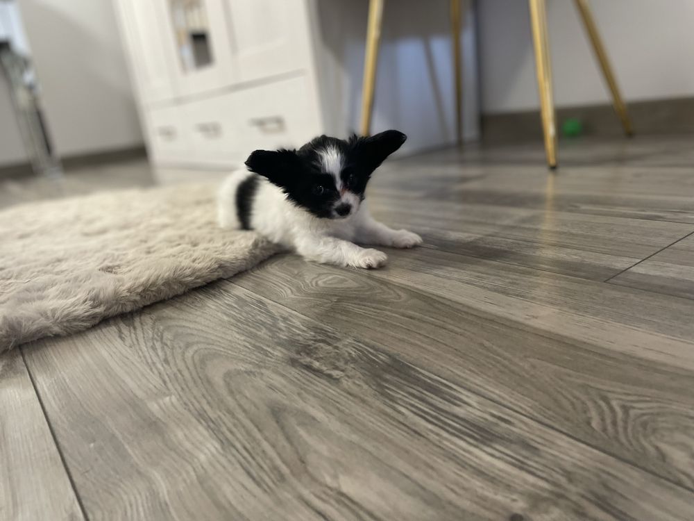 Spaniel kontynentalny -Papillon