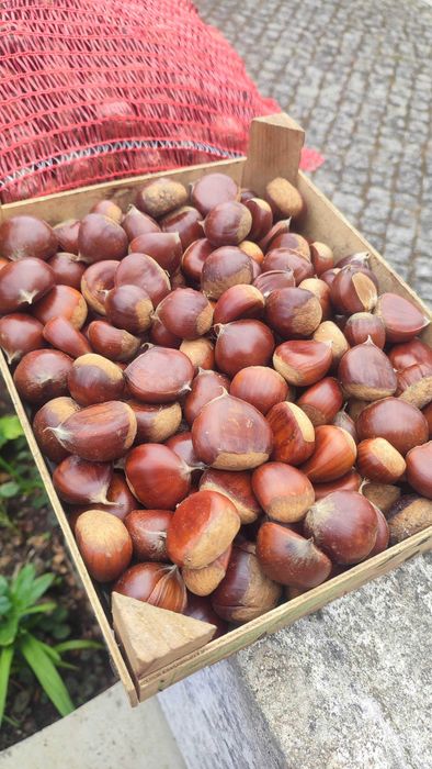 Castanha docinha
