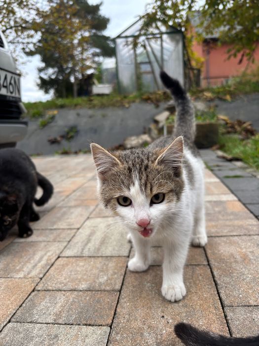 Kotki do adopcji