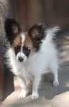 Papillon suczka Spaniel Kontynentalny Miniaturowy