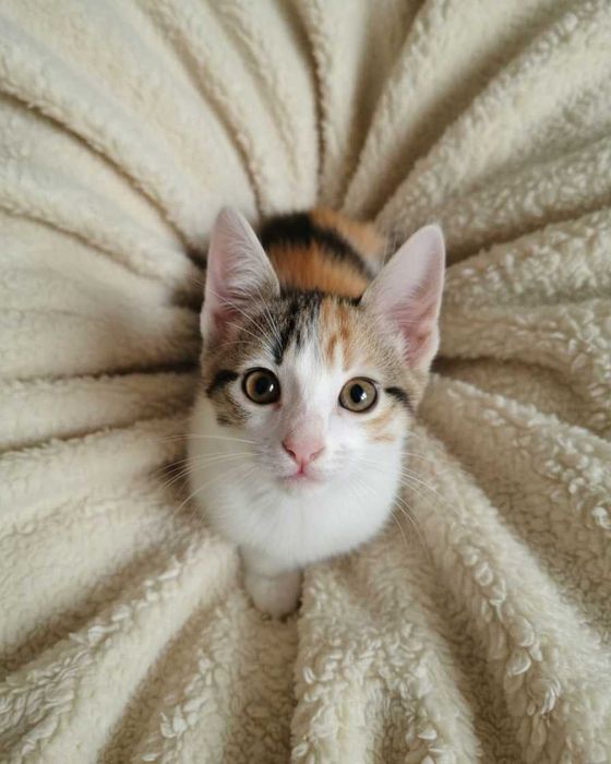Setúbal / Margem Sul / Lisboa — ANGEL e BUBBLES, gatinhos para adoção