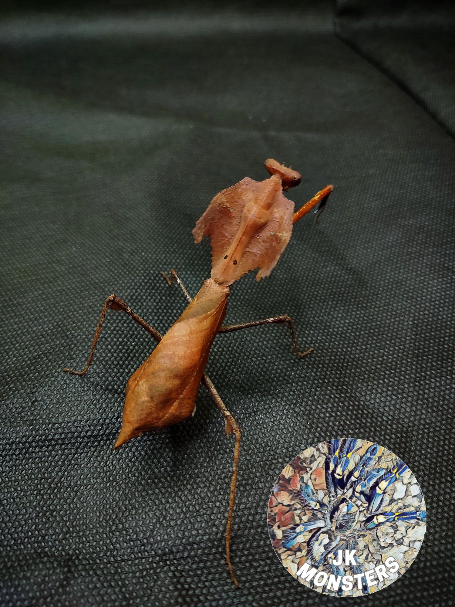 Modliszka Deroplatys desiccata samica