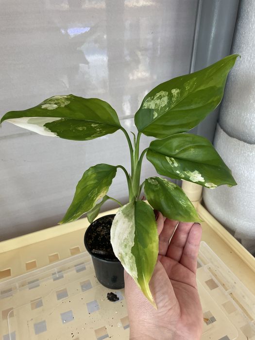 Монстера Тайське Сузірʼя, Aглаонема