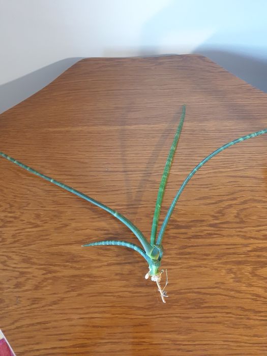 Sansewieria sadzonki