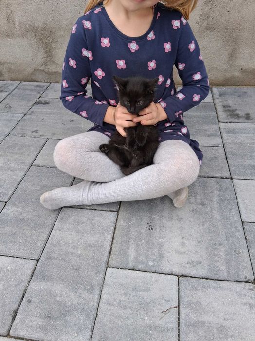 Oddam 4 młode koty w dobre ręce