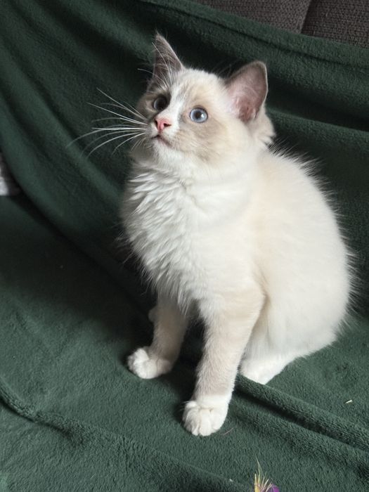 Gotowy ragdoll kocurek nr3 legalna hodowla