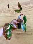 Philodendron strawberry shake