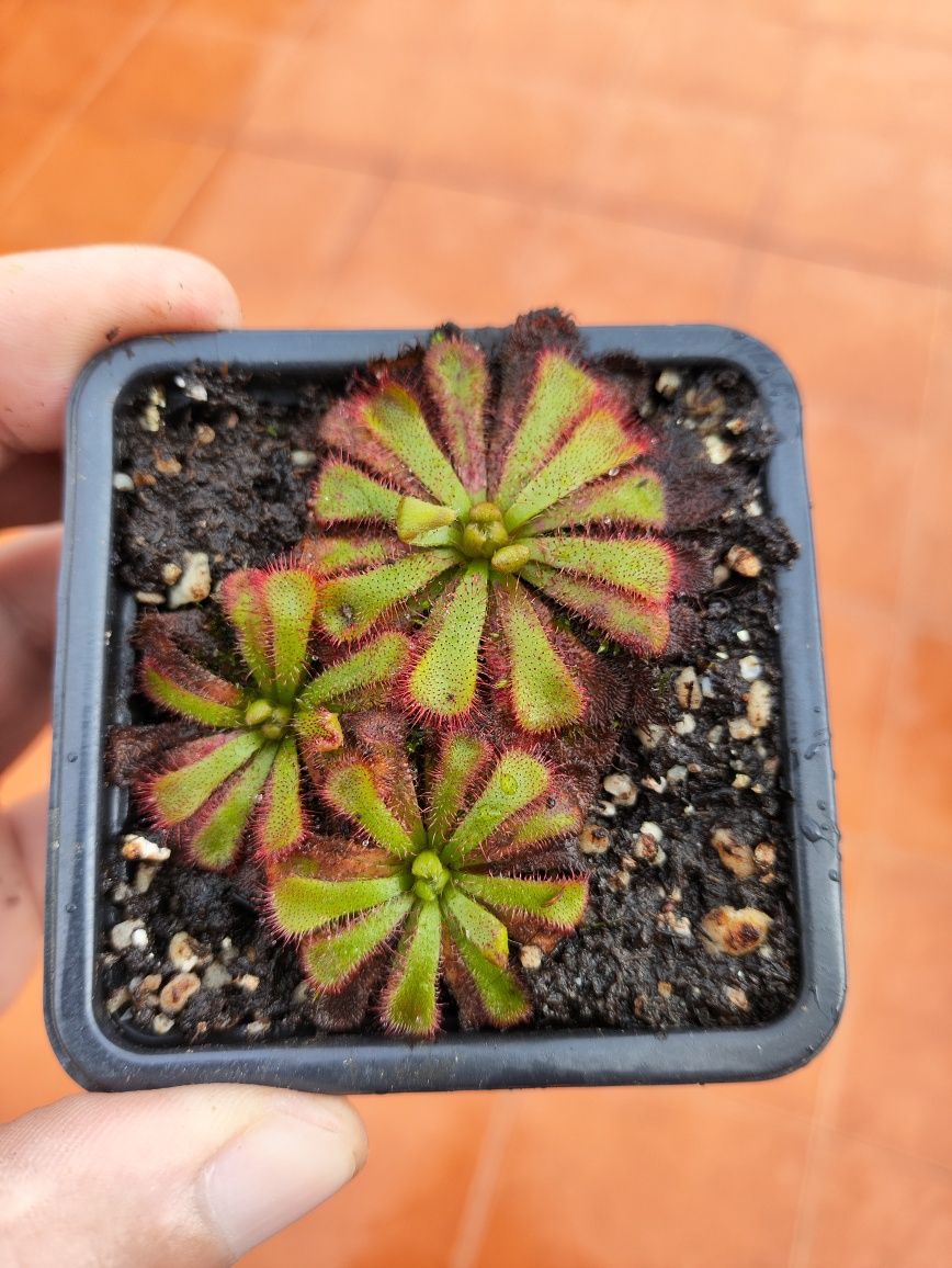 Drosera aliciae, planta carnívora