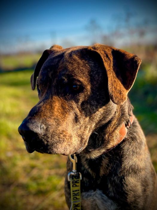 Hunter wielki pies o charakterze szczeniaka szuka domu