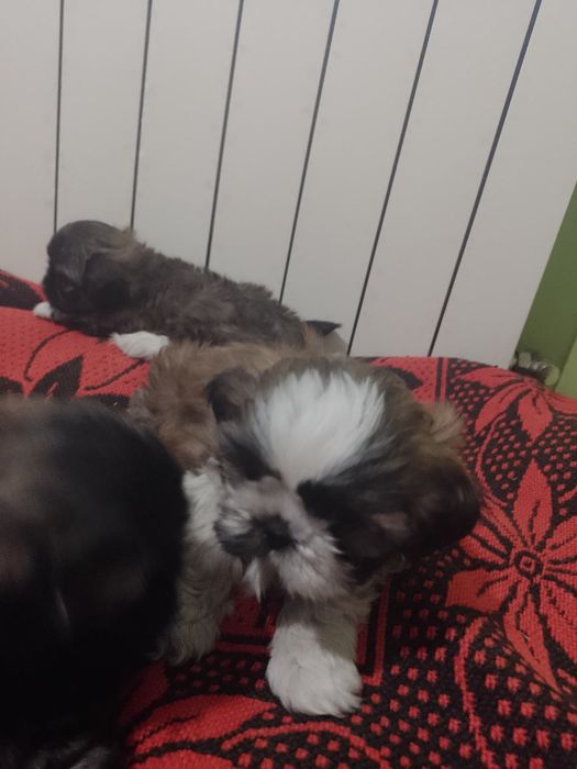 Sliczne Shih tzu