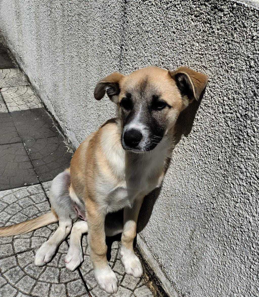 Doa-se cadela porte médio/grande