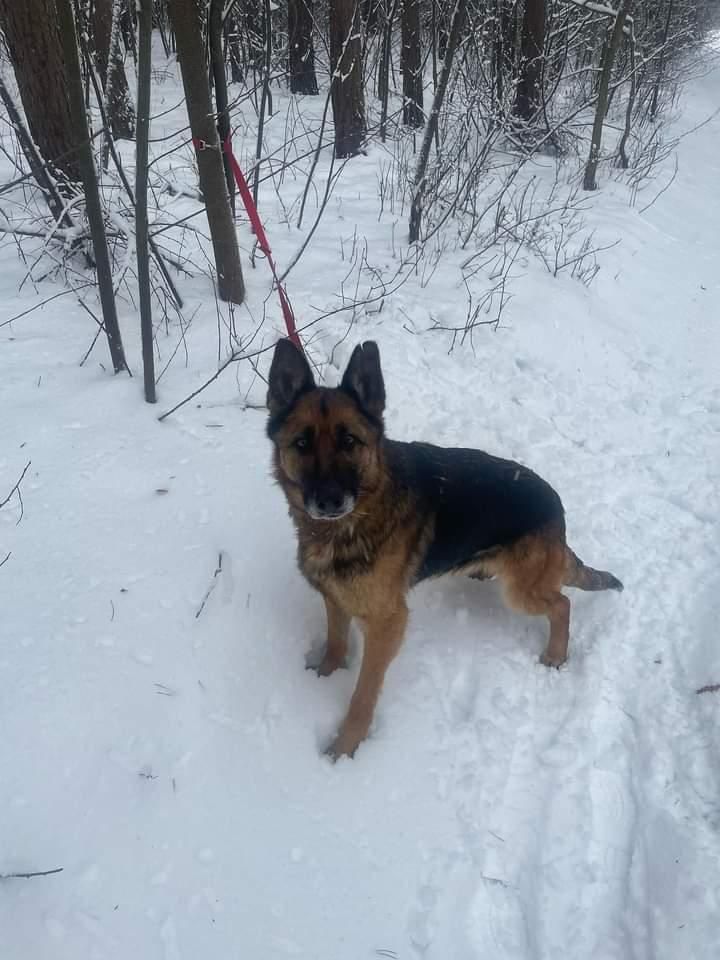 Liszka poleca się do adopcji!