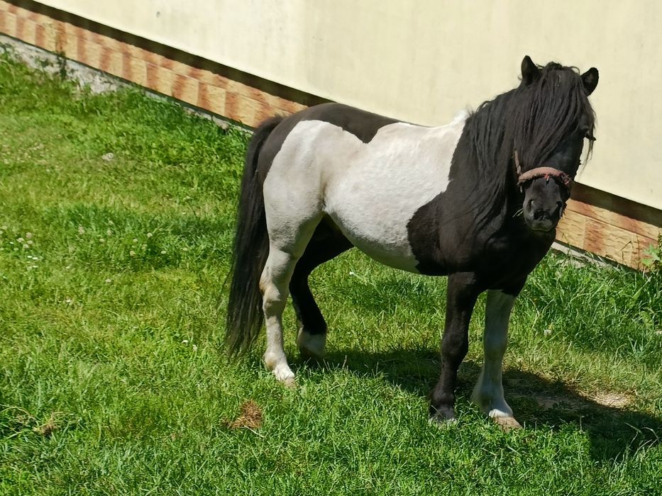 Ogier z licencją kuc szetlandzki, Kucyki, hucuły. LIKWIDACJA STADA