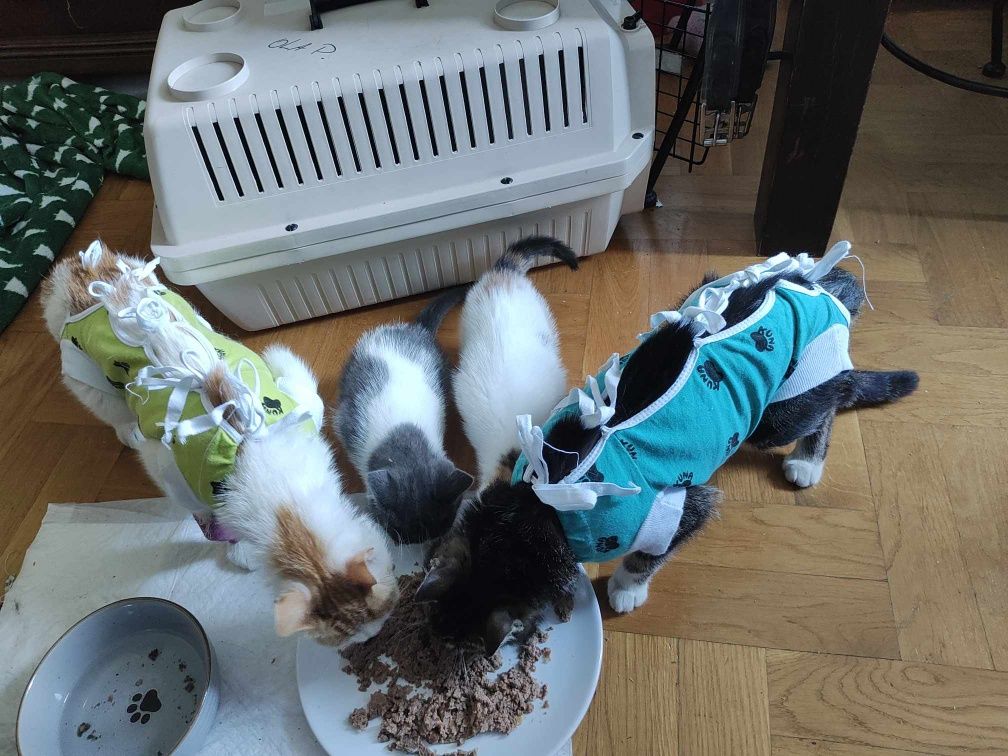 Uratowana kotka szuka domu
