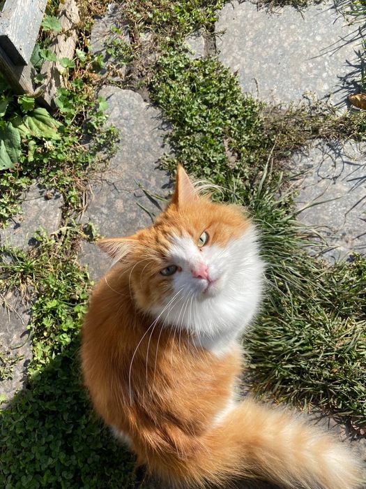 Рижий котик Річі шукає дім