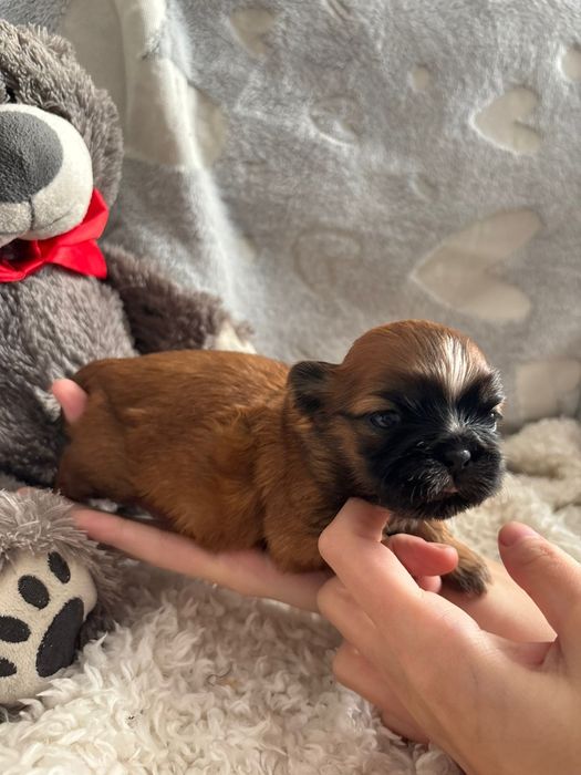 Shih-Tzu suczka złota z czarną maską