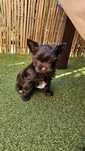 Yorkshire terrier York suczka Czekoladowy