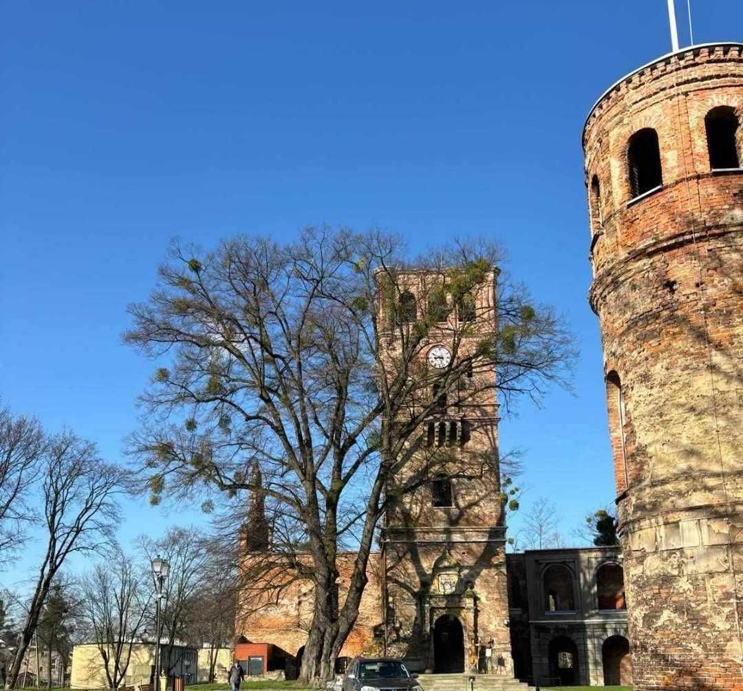 Wycinka i pielęgnacja drzew oraz krzewów