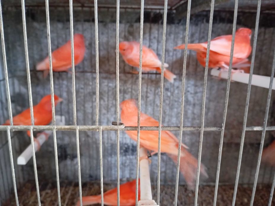 Canários vermelhos intenso e nevados