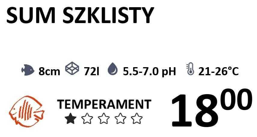 Sum Szklisty Sumik - SKALMAR Sklep Akwarysty