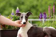 Whippet Chart Angielski, ZKwP/FCI, cudny ORFEUSZ wyjątkowej urody