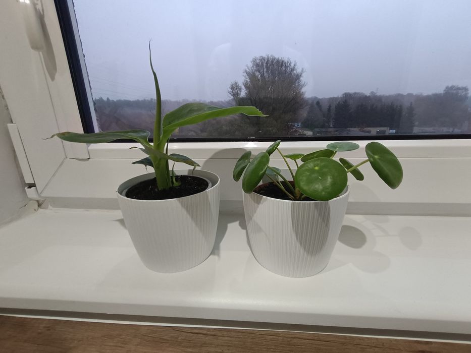 Kwiaty doniczkowe zestaw pieniążek i bananowiec