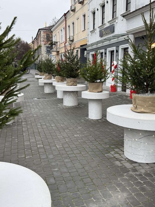 Ялинка у горщику жива