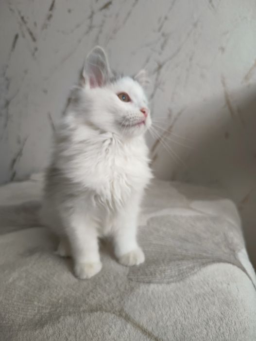 Kot , kociak , kocurek syberyjski