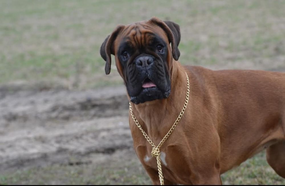Bokser Golden STAR