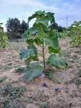 Drzewo tlenowe/Oxytree/Paulownia Shan Tong