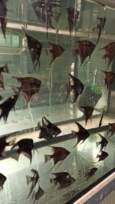 Skalary czarne młode