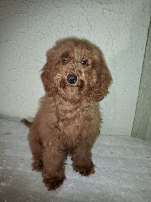 Пуделя мальчики 6 месяцев.