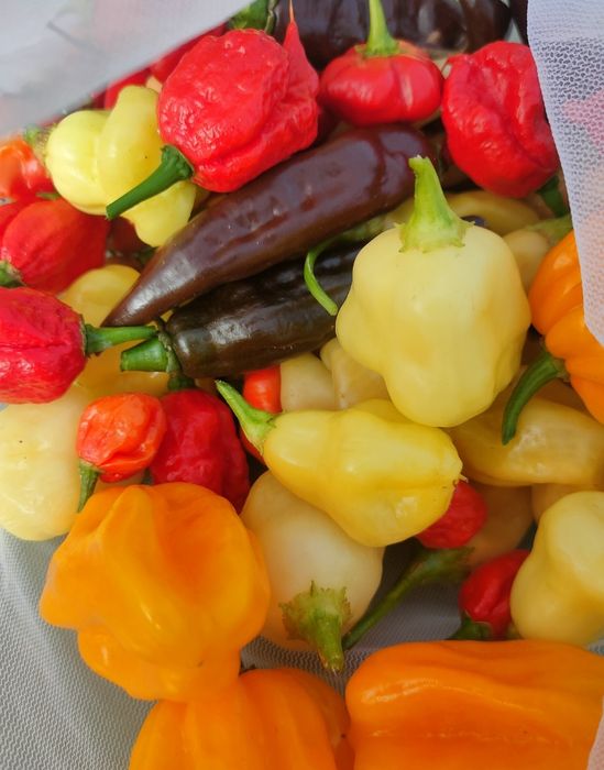 Sementes de chillies/ pimentas/ malaguetas