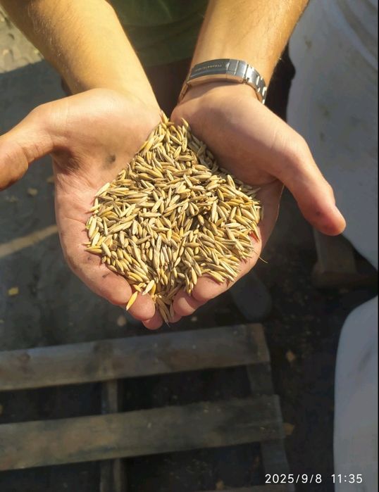 Продам овес оптом  62 тонни, біг-беги, ядро 69%, натура овёс