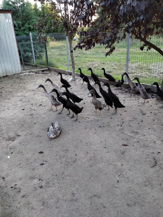 Biegusy indyjskie szmaragdowe