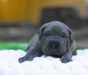 Cane corso ZKwP FCI pies Duke