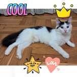 Котёнок Ляля – нежное чудо, которое ищет свою семью