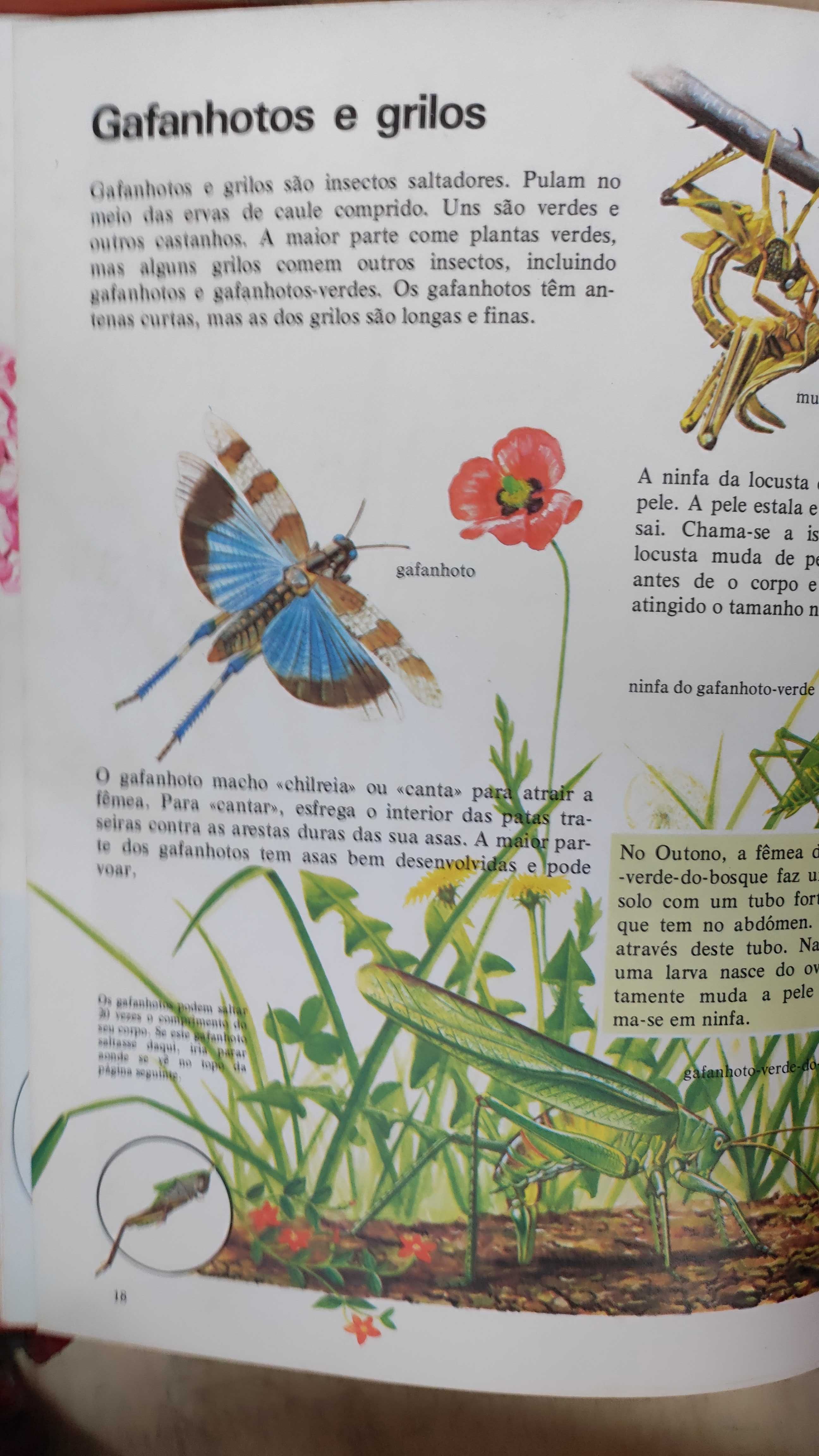 Livro educativo  Os Insectos